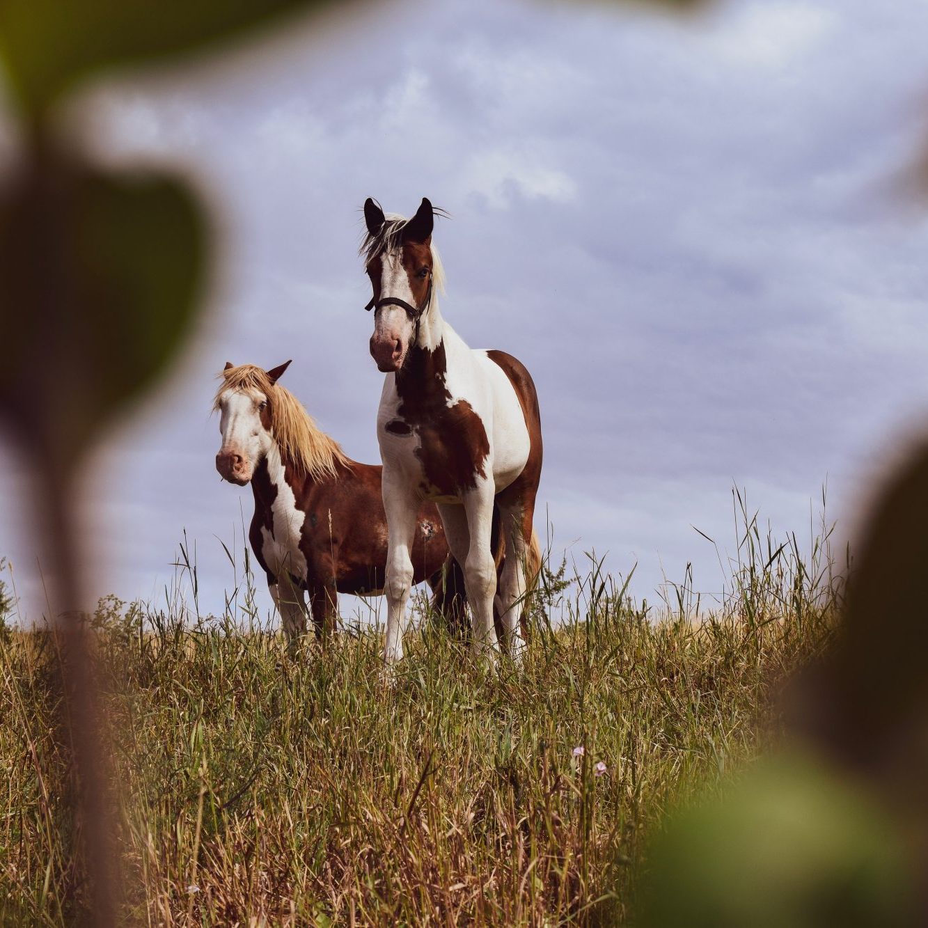 Horses